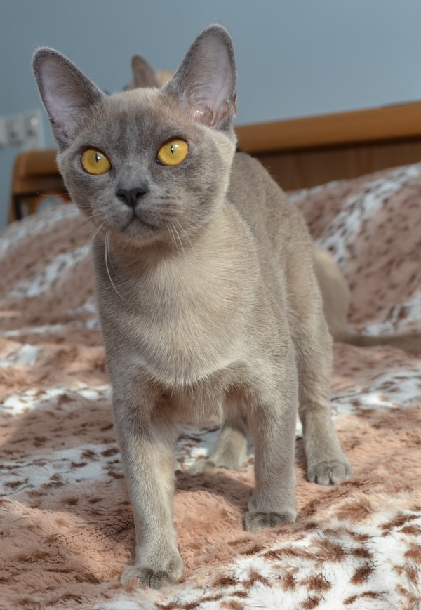 Алдис Рози - бурма котенок на продажу