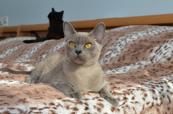 Алдис Рози - бурма котенок на продажу