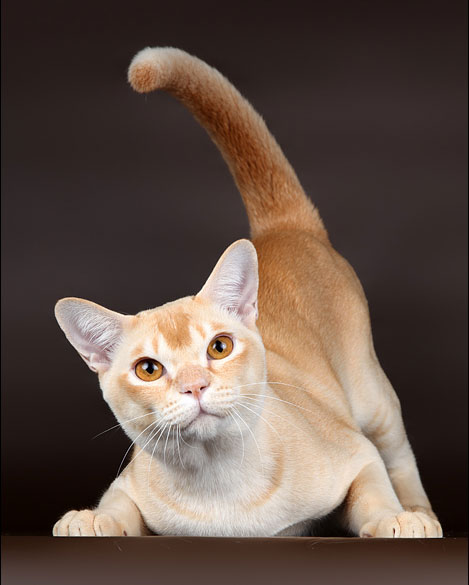 красная бурманская кошка