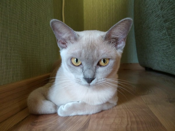 Aldis Lion и Aldis Penny в новом доме